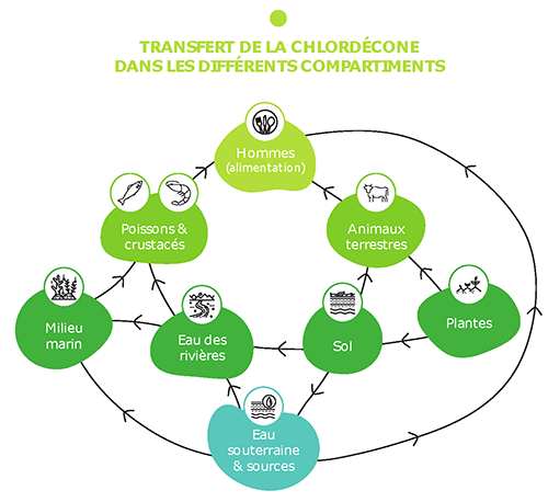 Transfert de la chlordécone